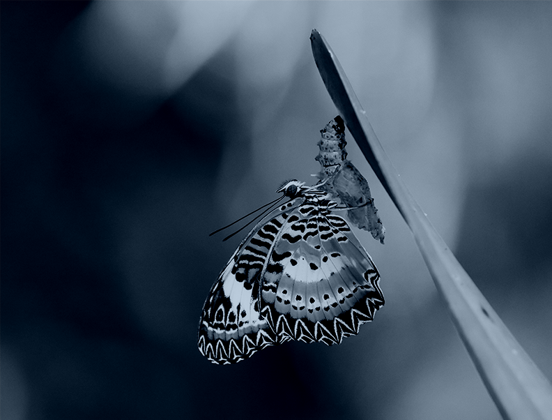 Emerging From the Pandemic: How Do You Want to Show Up?